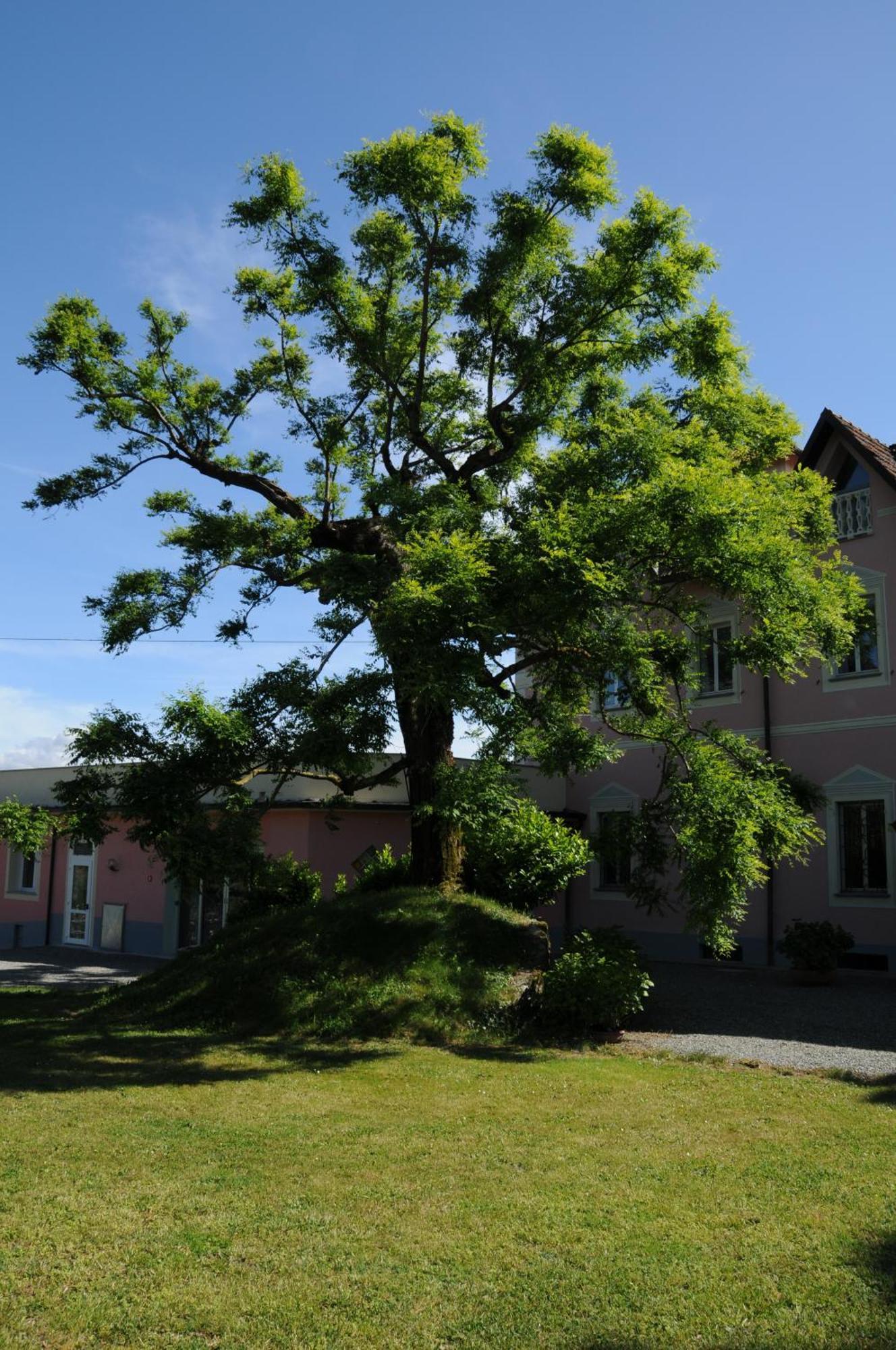 Villa Ester Tagliolo Monferrato Exteriör bild